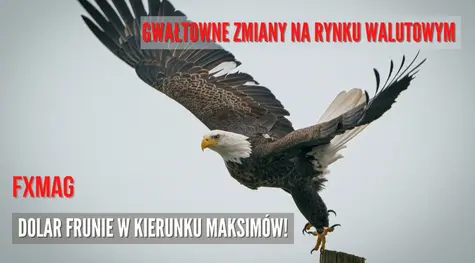 Gwałtowne zmiany na rynku walutowym: kurs euro (EUR/PLN) poszybował w dół na 7-miesięczne minimum; dolar (USD/PLN) frunie w kierunku maksimów! Frank szwajcarski (CHF) mocno w górę - zobacz komentarz | FXMAG INWESTOR