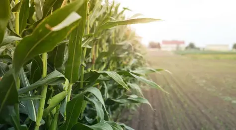 Jedna z najdłuższych w ostatnim dziesięcioleciu fal wzrostów na CORN dobiegła końca? Korekta na notowaniach kukurydzy | FXMAG INWESTOR