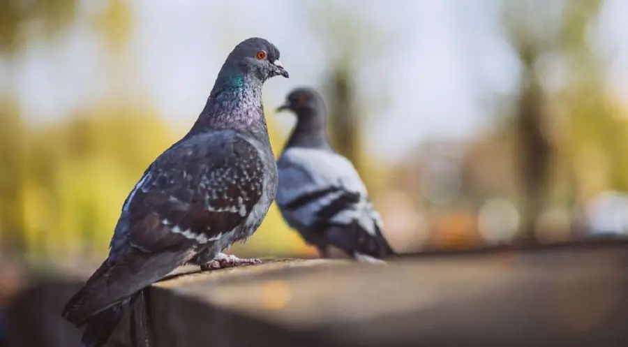 Kurs dolara amerykańskiego (USD) po posiedzeniu FED nadal słaby. Cena euro (EUR/PLN) zmierza do 4,42 złotego | FXMAG INWESTOR