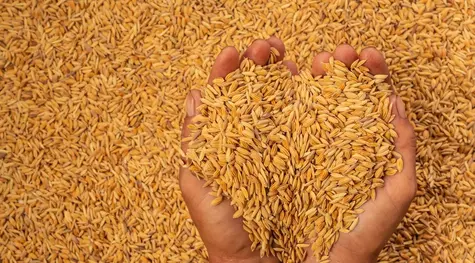 Nadchodzą problemy w dostawach pszenicy – czy Kazachstan „wejdzie do akcji”? Sprawdź, jak kształtują się notowania CFD opartego o cenę pszenicy - raport miesięczny TMS  | FXMAG INWESTOR