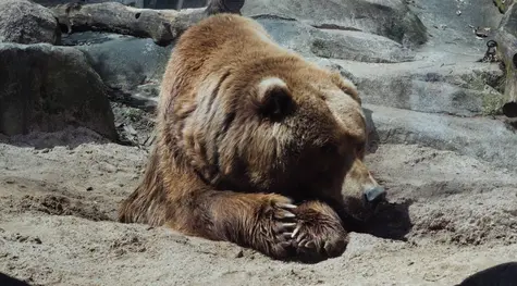 Niedźwiedzie jeżdżą kolejką górską