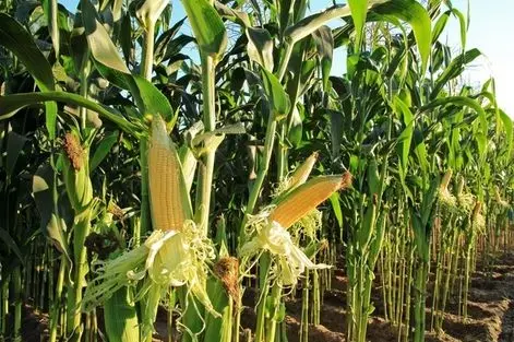 Notowania kukurydzy tworzy większą korektę - analiza wykresu CORN | FXMAG INWESTOR
