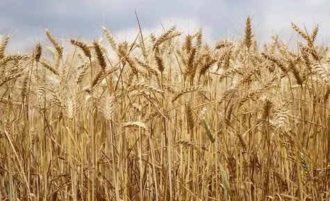 Notowania Wheat. Dlaczego cena Pszenicy nadal spada? | FXMAG INWESTOR