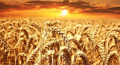 Ceny pszenicy 2024. Spadek cen zbóż ograniczany przez niskie zapasy | FXMAG INWESTOR