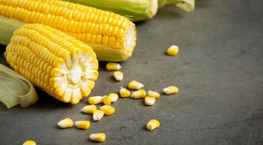 Notowania kukurydzy w przecenie - analiza techniczna CORN | FXMAG INWESTOR