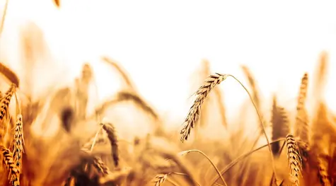 Rekordowe ceny pszenicy w Europie w reakcji na ryzyko obniżonej podaży | FXMAG INWESTOR