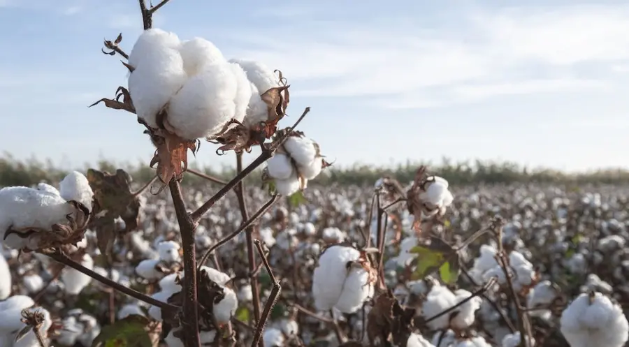 Rynek Bawełny przeżywa załamanie po dotknięciu ceny 95 centów! Czy to koniec korekty na notowaniach cotton? | FXMAG INWESTOR