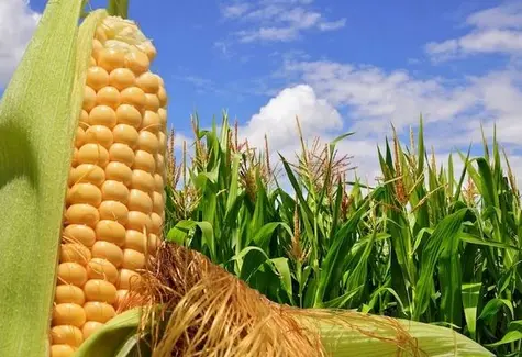Temat tygodnia: Coraz lepsze fundamenty rynku kukurydzy. Sprawdzamy czy jest szansa na 8 dolarów za buszel?