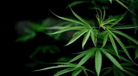 Vabun S.A. ma list intencyjny w sprawie połączenia z Cosma Cannabis Sp. z o.o. | FXMAG INWESTOR
