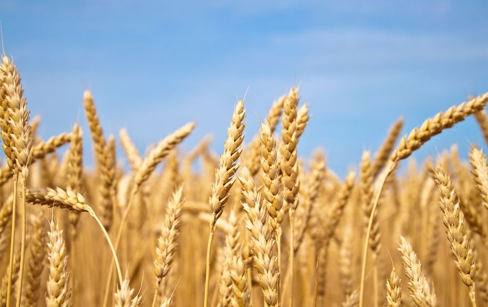 „Zbożowy deal” pomiędzy Rosją a Ukrainą znów zagrożony! Ceny pszenicy w potrzasku | FXMAG INWESTOR